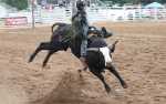 Image for Mutton Bustin & Bull Riding | County Fair